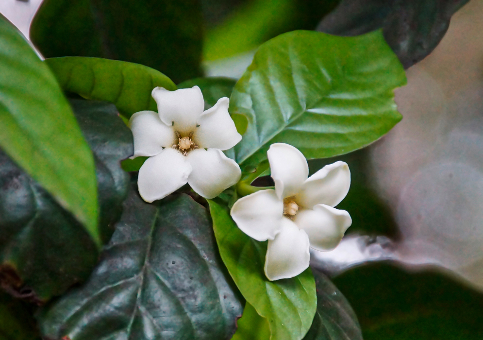 Two white Randia aculeata flowers