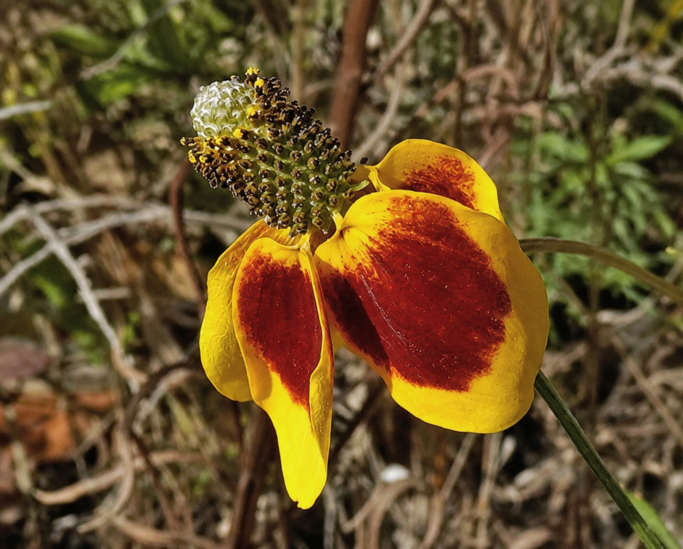 Ratibida columnifera flower with a tall central disk and drooping yellow and maroon rays