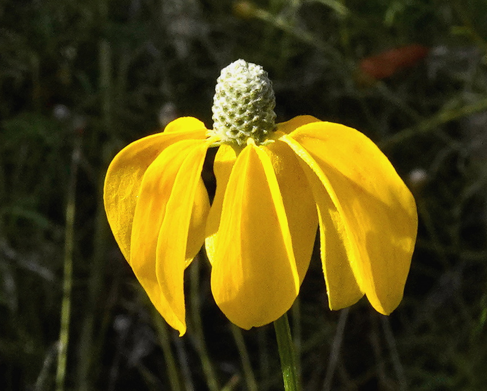 Ratibida pinnata yellow drooping ray flowers surrounding an elongated pale green central disk