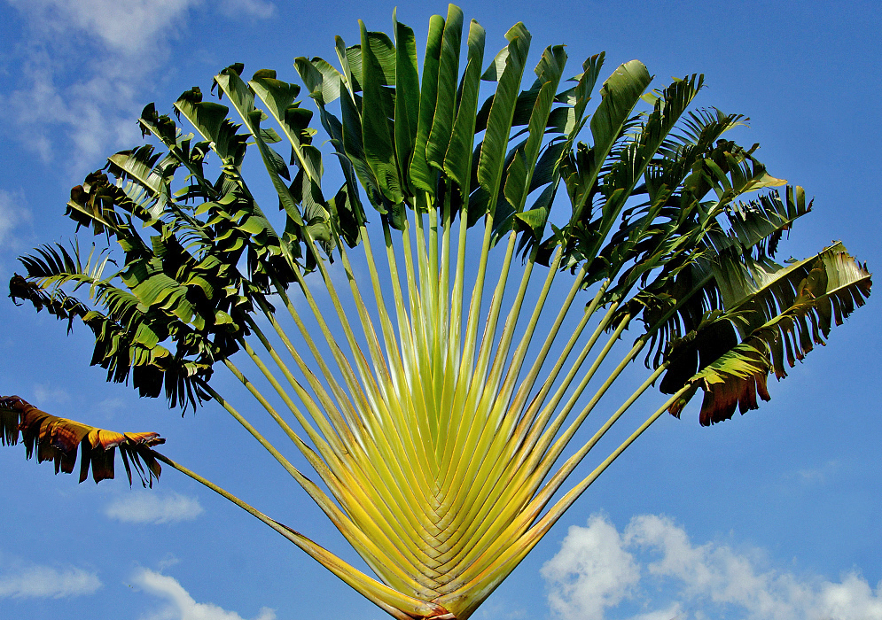 Ravenala madagascariensis fan-shaped leaves under blue sky