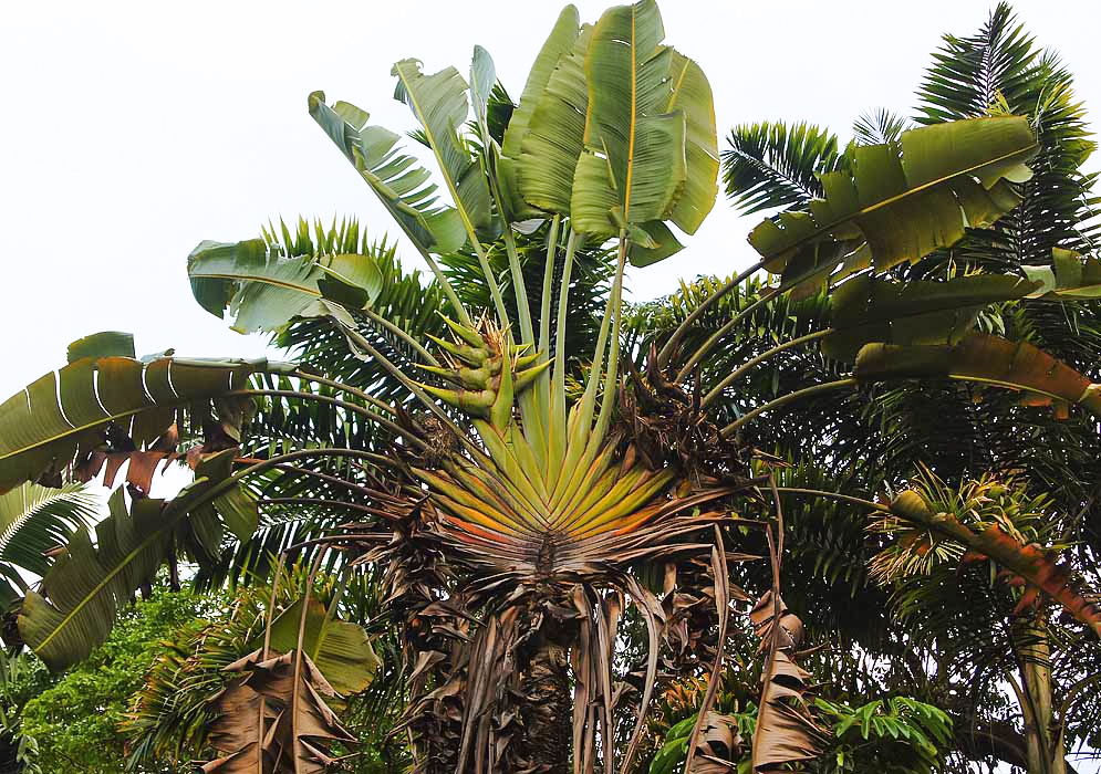 A flowering Ravenala madagascariensis tree