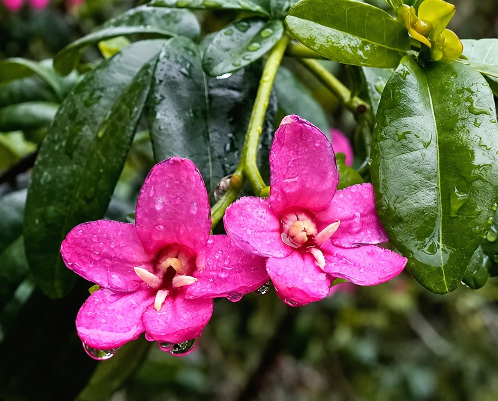 Ravenia spectabilis vivid pink flowers among glossy green leaves covered with water droplets
