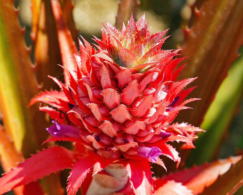 Reddish-pink Ananas comosus inflorescence with purple flowers in sunlight