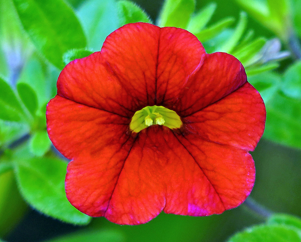 Calibrachoa red flower with a yellow throat and yellow anthers