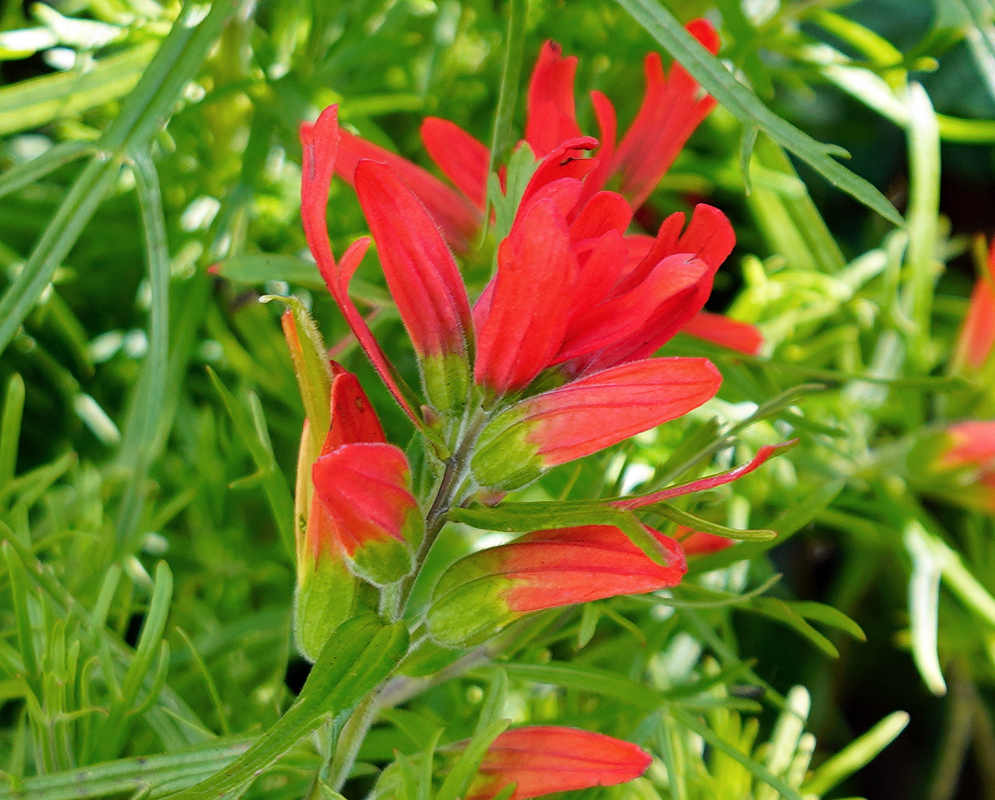Castilleja fissifolia inflorescence with bright red flowers