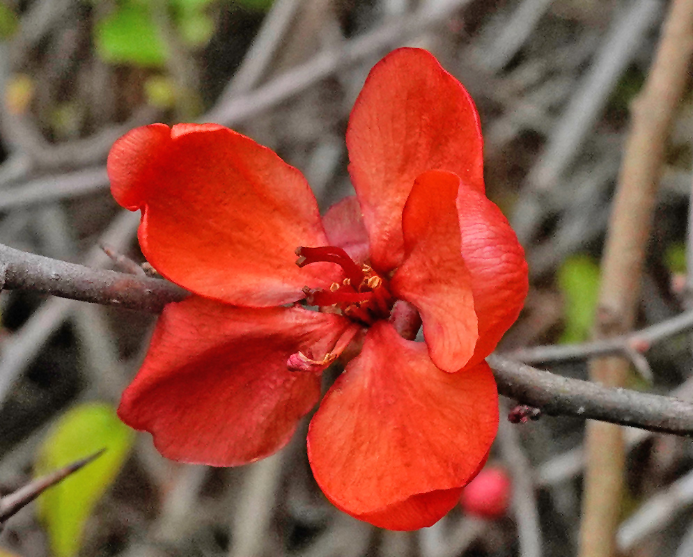 A vivid red Chaenomeles speciosa flower with gently ruffled petals and red stamens, set against a background of bare branches