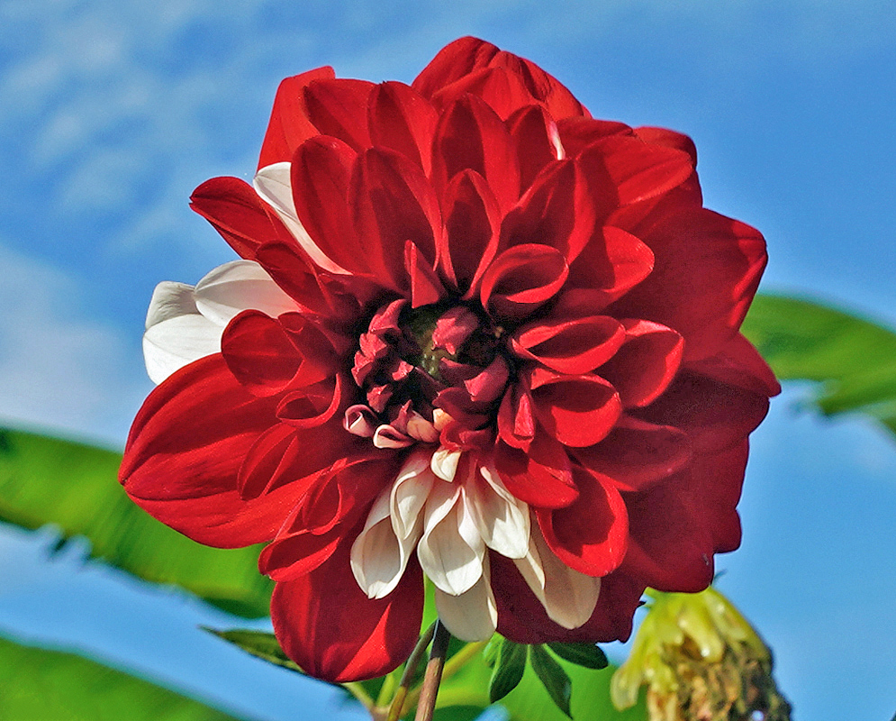 A red Dahlia pinnata flower with a white center under blue skies