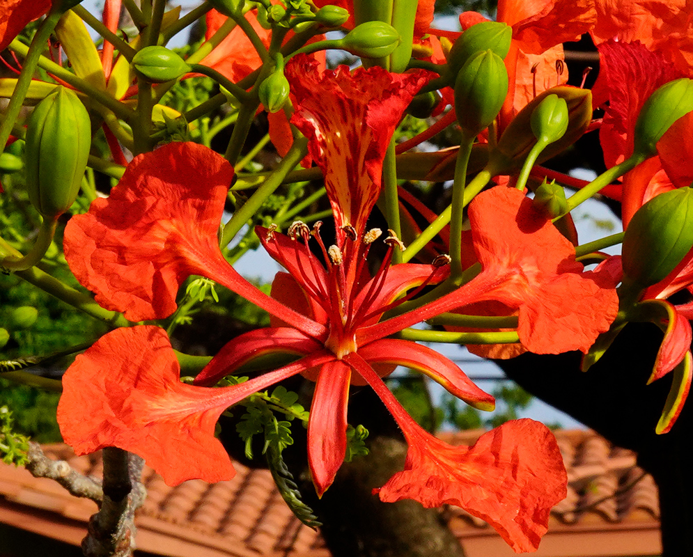 Red Delonix regia Red A radiant red Delonix regia flower with flared petals and long stamens, surrounded by unopened buds on a sunlit branch