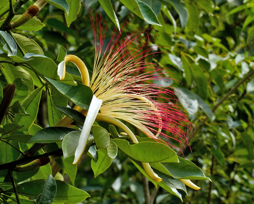 Large green foliage of Pachira aquatica surrounding long creamy-white stamens and unopened flower buds