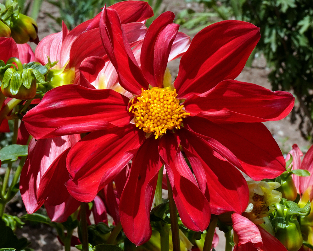 Dahlia pinnata Bright Red Bloom A vivid red Dahlia pinnata flower with slightly curved petals and a yellow central cluster, lit by full sunlight