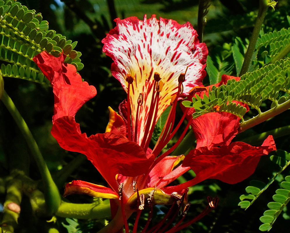 Red Flower Delonix regia A close-up of a flamboyant Delonix regia flower with vivid red petals and a white-spotted dorsal petal, surrounded by feathery green leaves