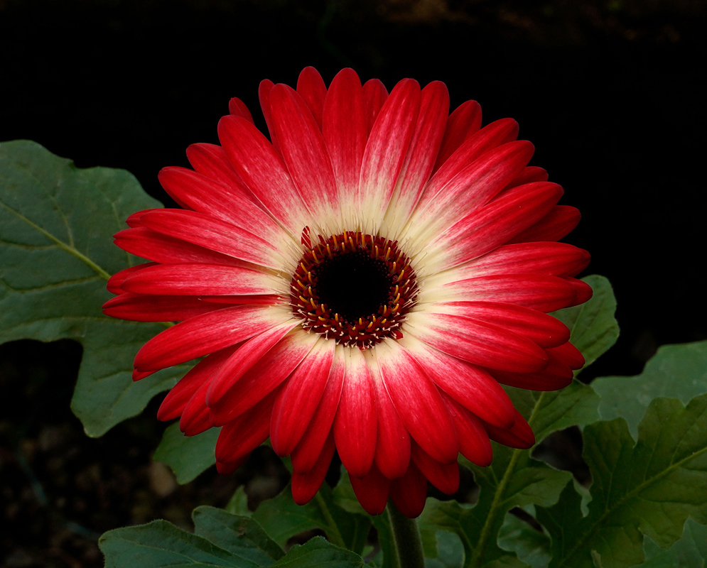 A vibrant red Gerbera jamesonii flower with creamy white inner rays and a dark central disk surrounded by finely textured petals