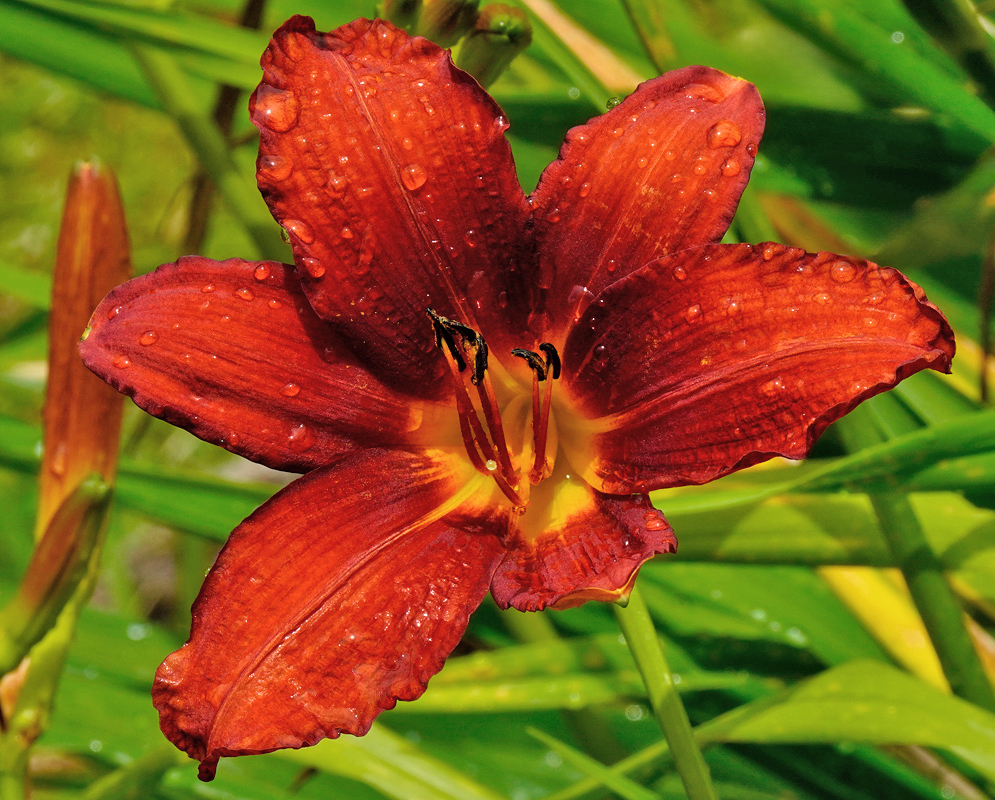 A deep reddish-orange Hemerocallis fulva flower glistening with water droplets, showcasing its curved petals and bright yellow center