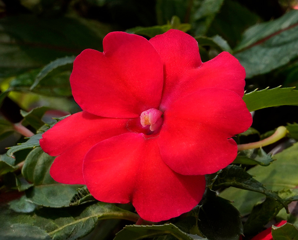 Deep Red Impatiens hawkeri Flower A vibrant deep red Impatiens hawkeri flower with a rich pink center and smooth petals, surrounded by lush foliage