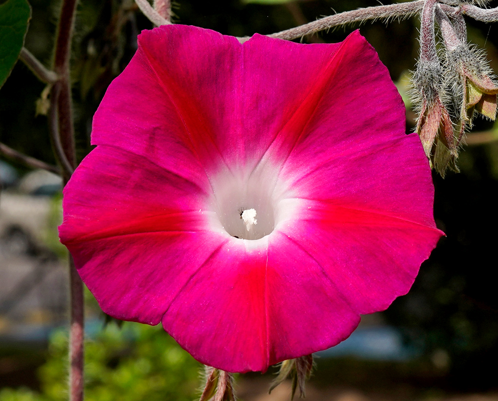 Red Flower of Ipomoea purpurea A bold red Ipomoea purpurea flower in full bloom with a white throat, vivid radial lines, and thick hairy stems in the background