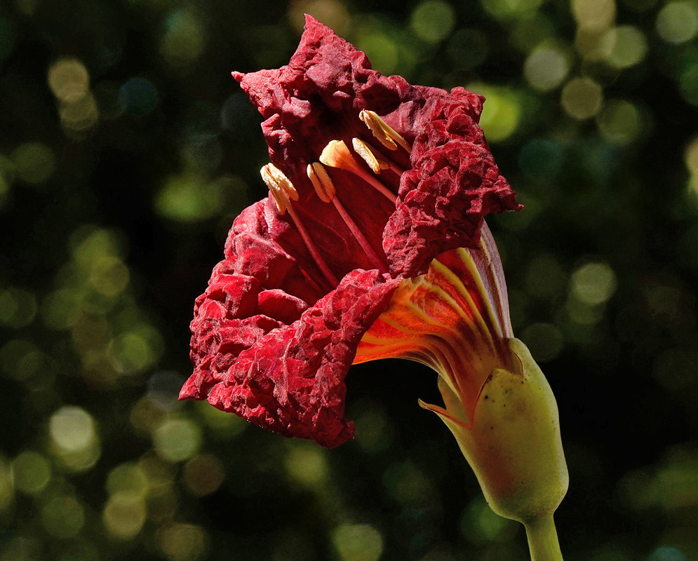 Kigelia africana Red Flower A close-up of a red Kigelia africana flower with crumpled edges and exposed yellow stamens extending from the inner throat