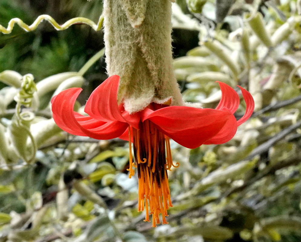 A curved red bloom of Mutisia clematis with elongated petals and a dense cluster of hanging stamens emerging from a felted bud on a vine
