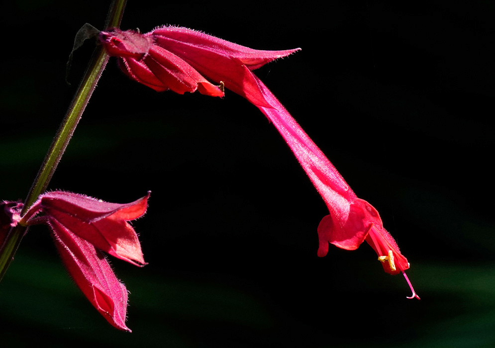 Salvia splendens Red Tubular Flower A vivid red Salvia splendens flower with a long tubular shape and protruding stamens, illuminated against a dark black background