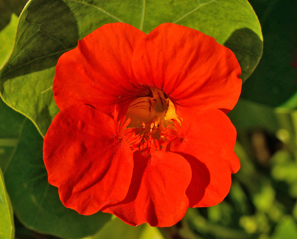 Bright red Tropaeolum majus flower with rounded petals and subtle dark markings at the floral throat, set against large circular green leaves