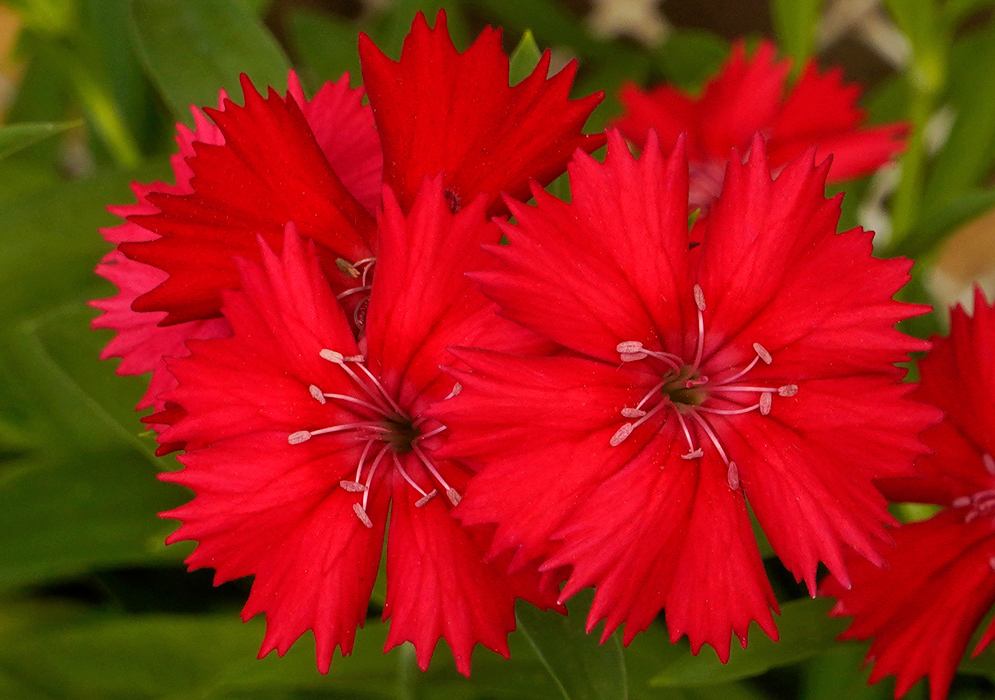 A cluster of bright red Dianthus barbatus flowers with fringed petals and delicate stamens, set against a backdrop of green foliage