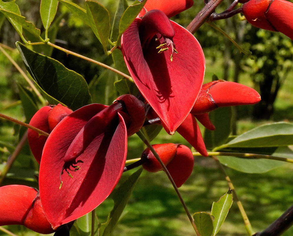 Erythrina crista-galli Red Flower Close-Up A close-up view of two Erythrina crista-galli flowers with deep crimson petals and long green stamens emerging from a woody branch