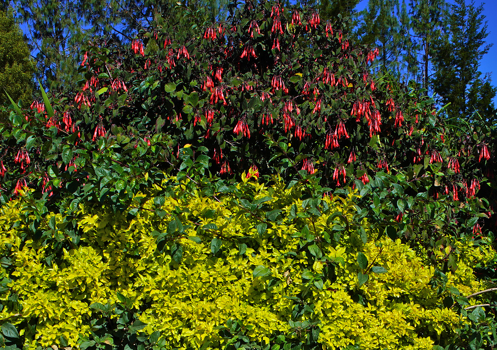 Flowering Fuchsia triphylla bush behind yellow foliage
