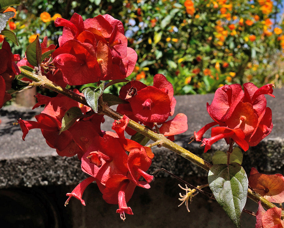 Close-up of vibrant red Holmskioldia sanguinea flowers with their distinctive cup-shaped bracts and protruding tubular corollas, growing along a leafy branch in bright sunlight