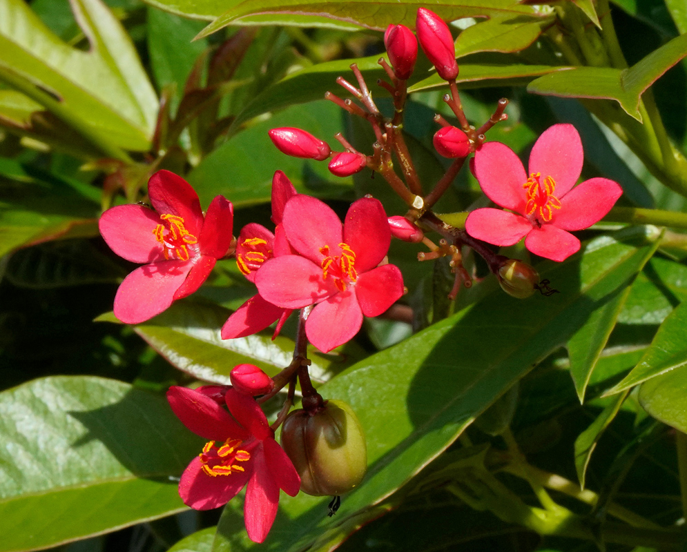 Deep red Jatropha integerrima flower cluster highlighted by sunlight, surrounded by unopened buds and smooth green leaves