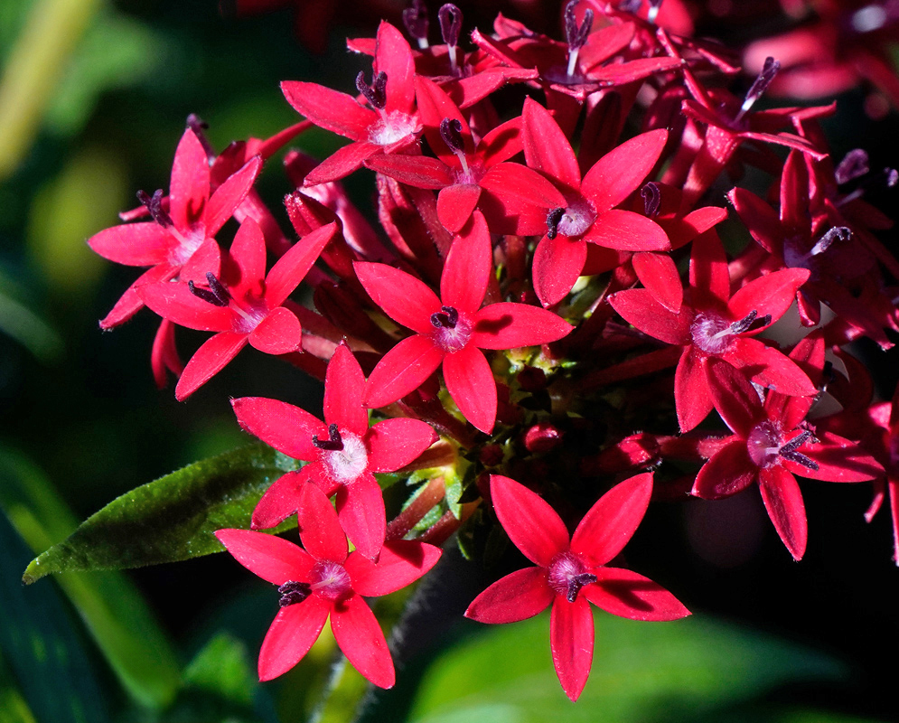 A close-up of bright red star-shaped flowers of Pentas lanceolata, each with five pointed petals and dark purple stamens, blooming in a dense cluster against green foliage