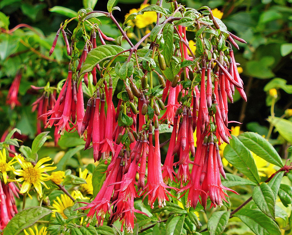 Clusters of pink-red Fuchsia petiolaris flowers