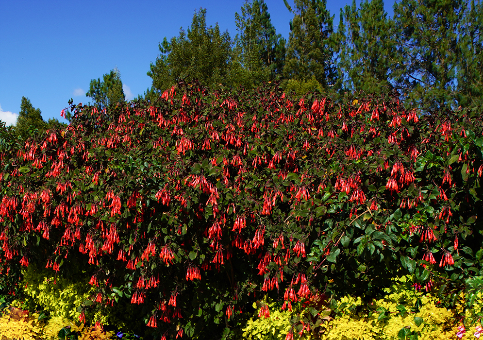 Fuchsia triphylla shrubs above a wall