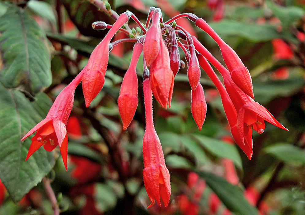 Red Fuchsia triphylla flower stem, dark red sepals and red flowers
