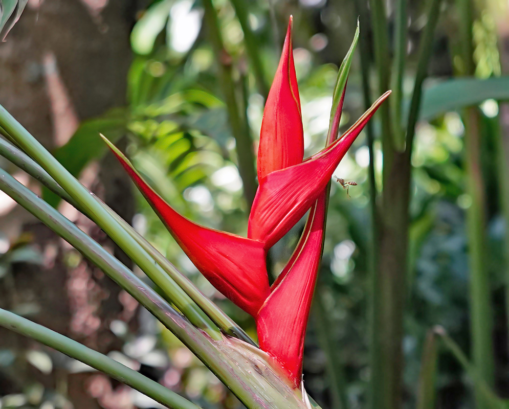 A new red Heliconia stricta inflorescence