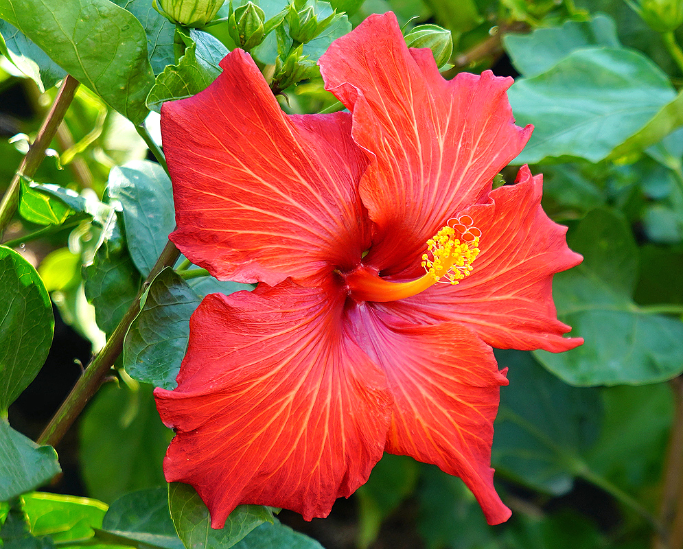 A scarlet Hibiscus rosa sinensis flower with yellow anthers