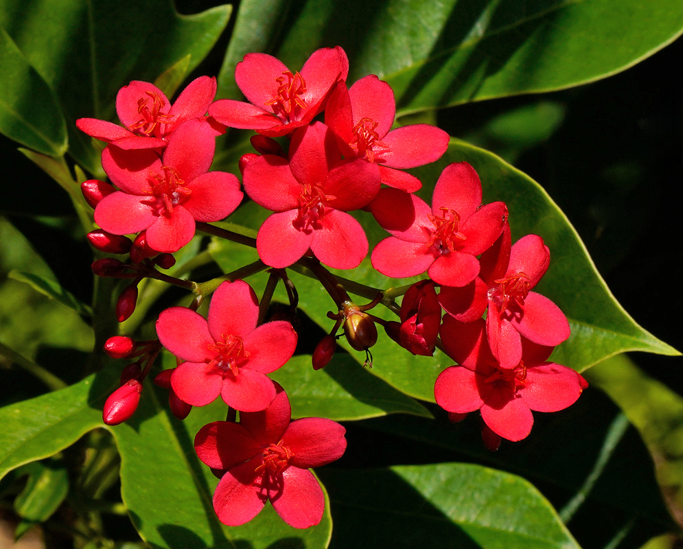 Several vivid red Jatropha integerrima flowers with five smooth petals and orange stamens, blooming alongside glossy green leaves