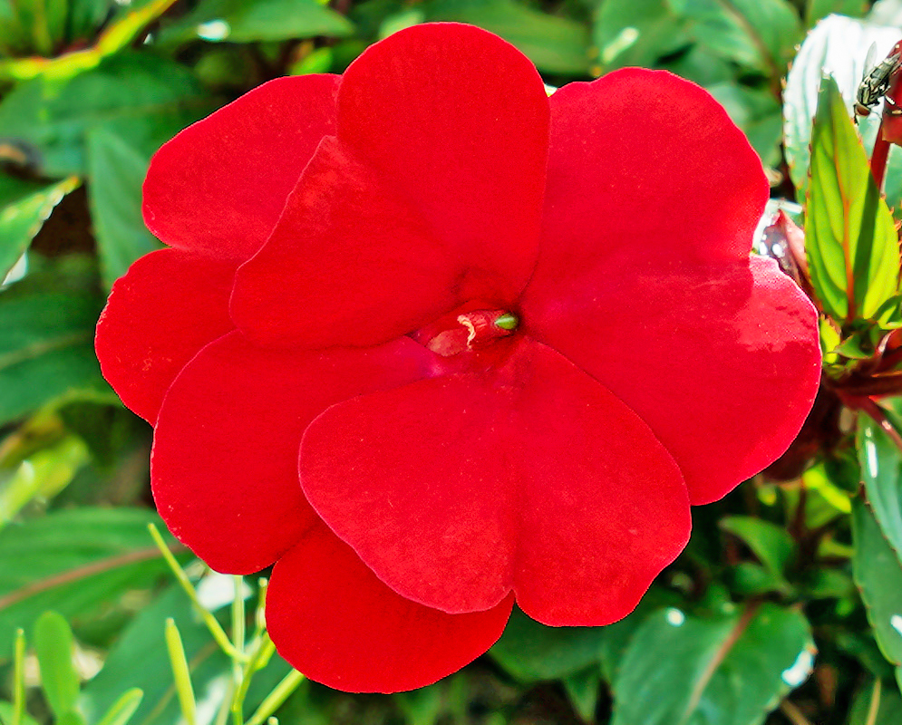 Impatiens hawkeri red flower