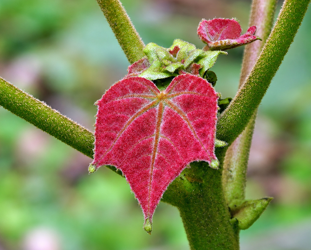Ochroma pyramidale young red leaf A young red Ochroma pyramidale leaf shows pale veins and fine hairs