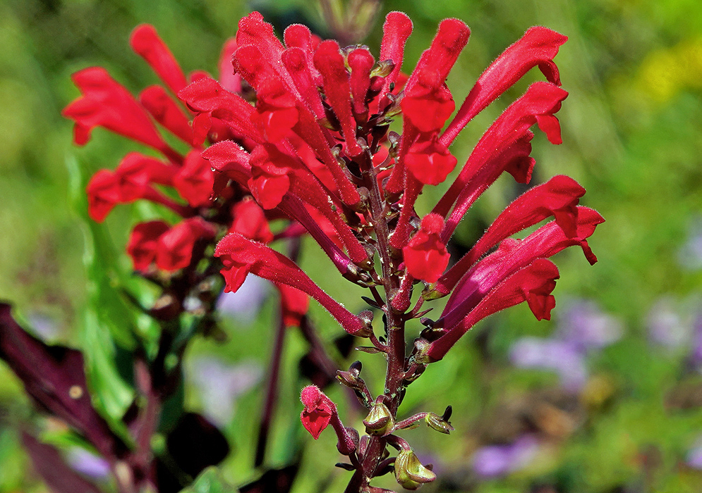 Bright red Scutellaria longifolia flowers