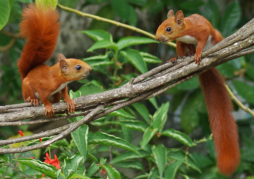 Two red squirrels with white undersides on a tree branch