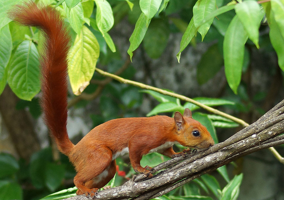 A red squirrel with a white underside on a tree branch