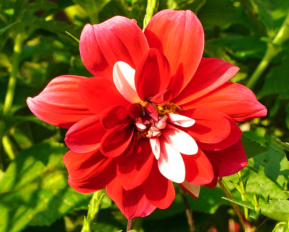 A red Dahlia pinnata flower with a white center under sunlight