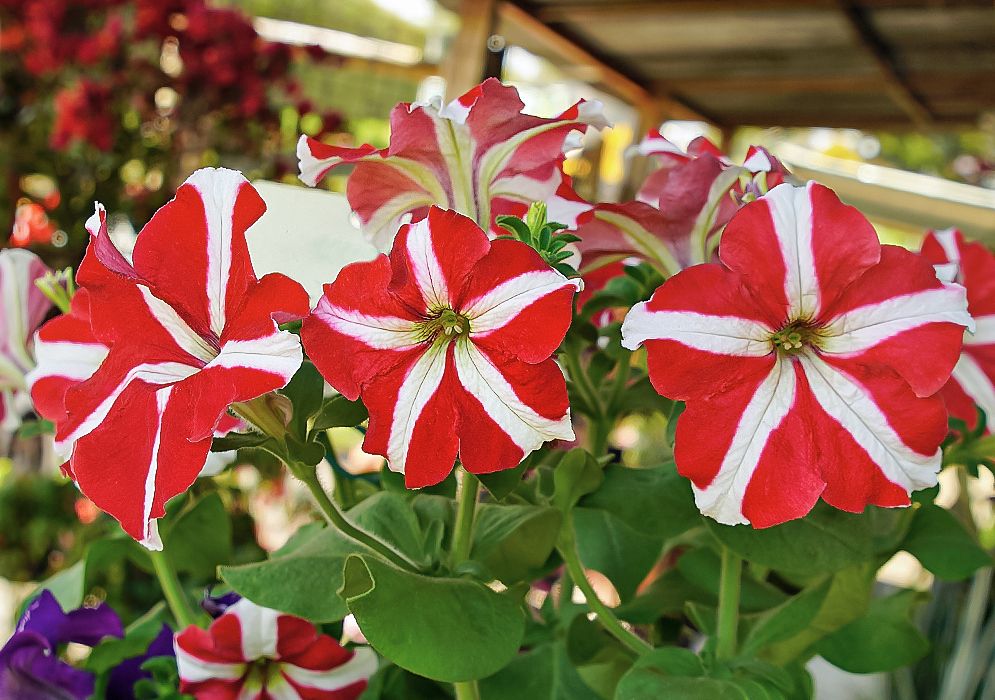Three red and white Petunia × atkinsiana flowers