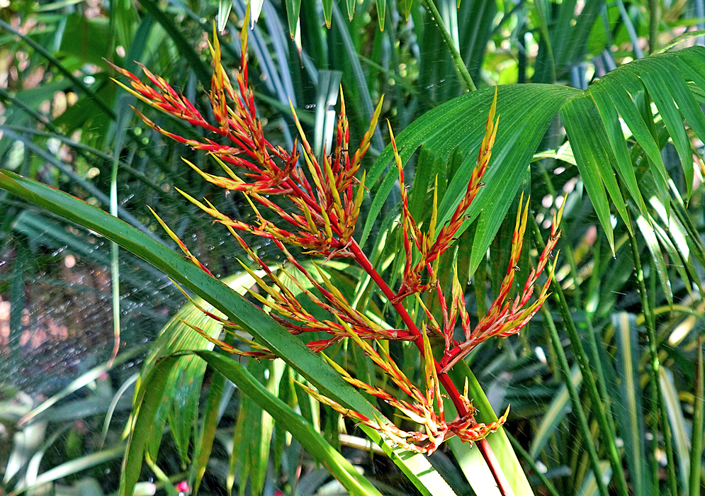 Red and yellow inflorescence spike 