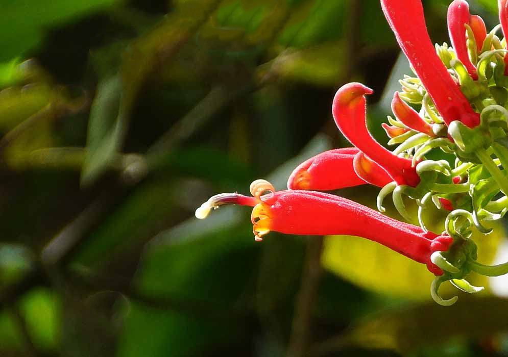An orange-red Centropogon solanifolius flower with a yellow throat and black and white stamen
