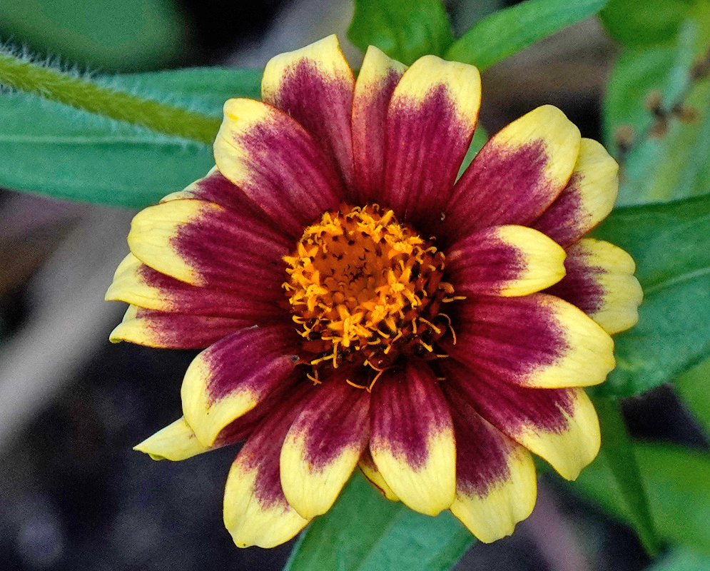 Deep red Zinnia elegans flower with yellow-tipped petals and a prominent orange and yellow floral disk