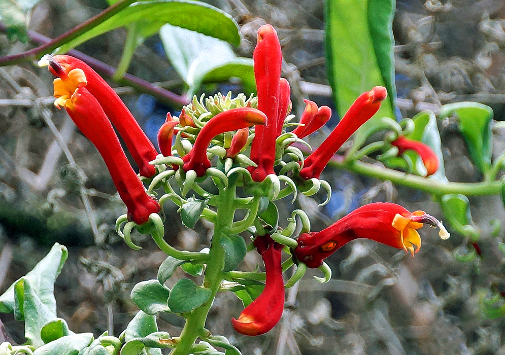 A cluster of orange-red Centropogon solanifoliusflowers with a yellow throats and black and white stamens