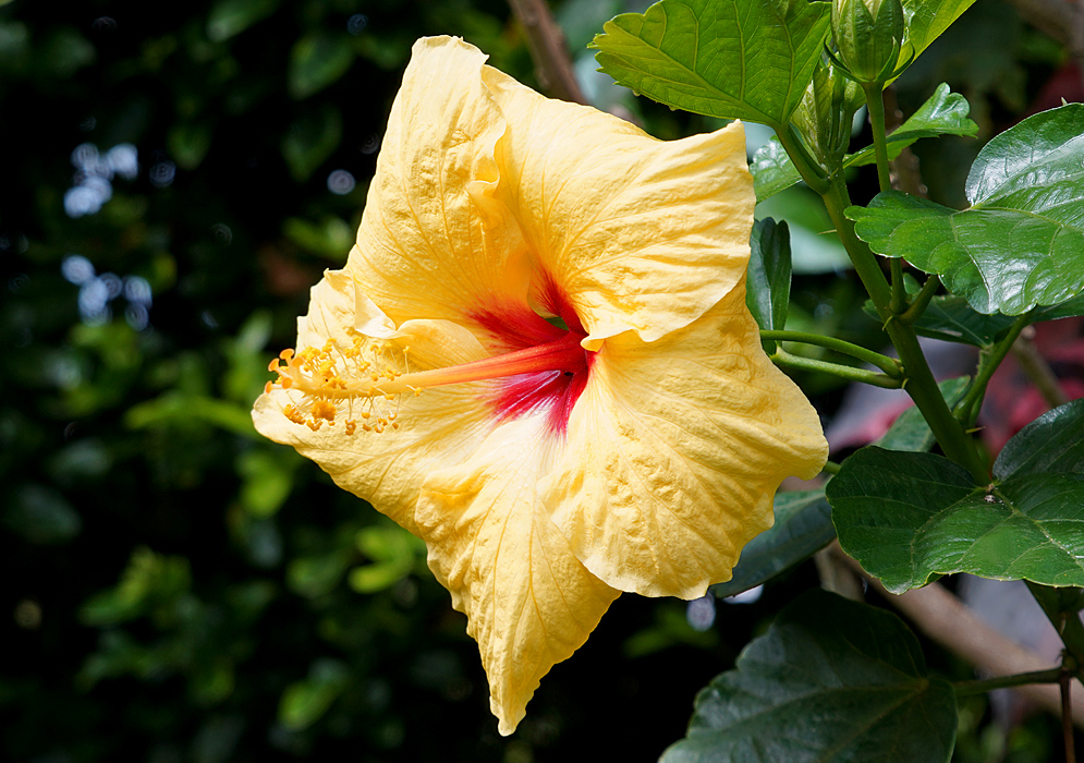 A yellow Hibiscus rosa sinensis flower with a red center
