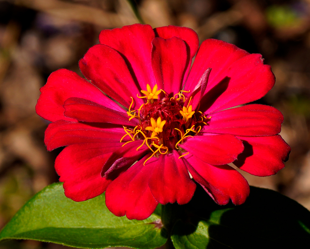 An opening red Zinnia elegans flower