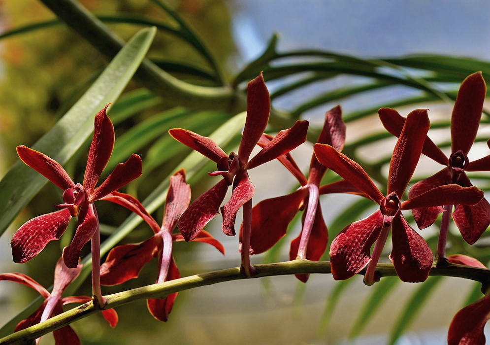 Renanopsis Lena Rowold branching orchid spray with narrow red brown spotted flowers