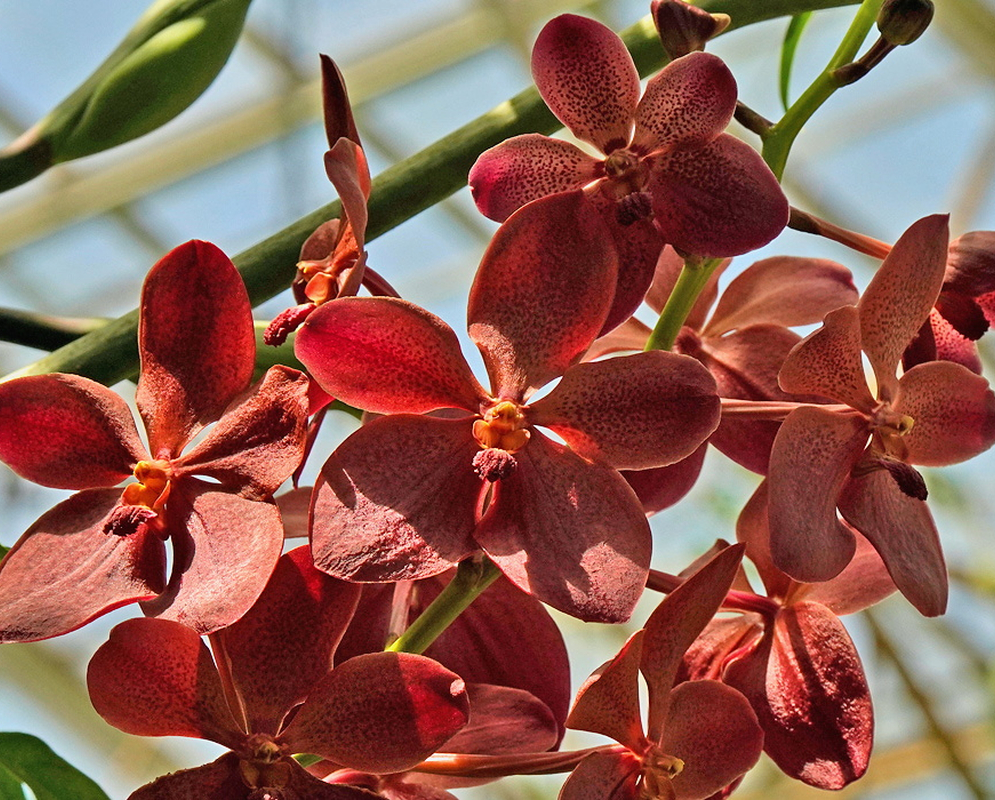 Renantanda Cherry Rose cluster of red brown star shaped orchid flowers with spotted petals